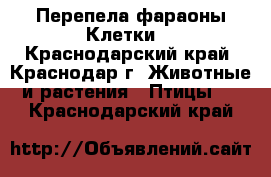 Перепела фараоны.Клетки. - Краснодарский край, Краснодар г. Животные и растения » Птицы   . Краснодарский край